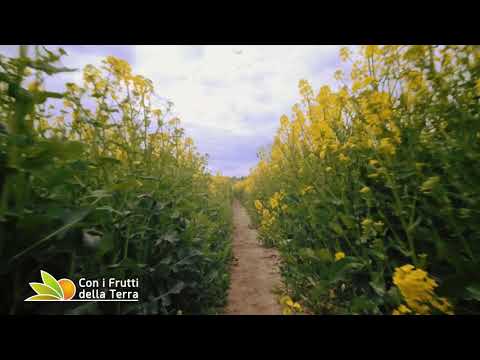 Colza: un mare giallo che piace alle api