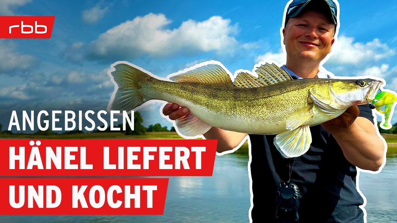 Frühsommer - Zander auf der Elbe + Catch and Cook | Angebissen #200 | Angelpodcast