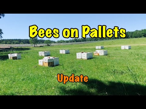 Bees on Pallets at Pollination Site (Watermelons)