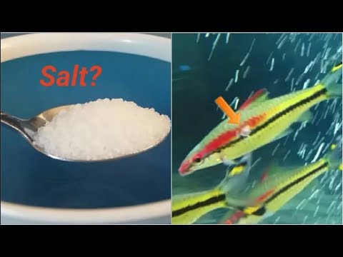 Using salt in freshwater fish tanks - all you need to know on using salt in aquariums