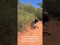 Mesma trilha, porém velocidades diferentes - @bernardocruzdh - Sense bike - Mtb enduro - Dowhill