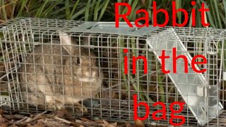 Rabbit in the Bag