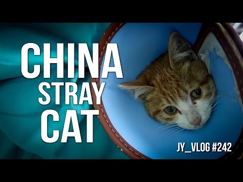CHINA STRAY CAT
