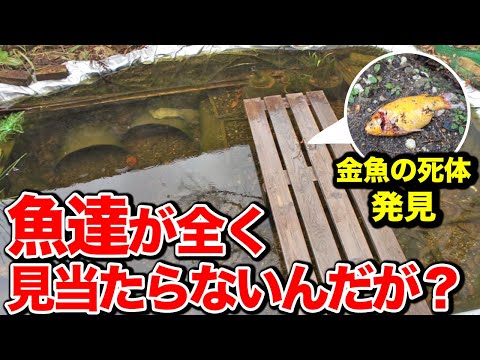 庭の池の金魚:問題を回避する方法 トピックス