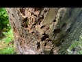 Lots of Termites Residing in Old Tree Stump in Hopewell, NJ