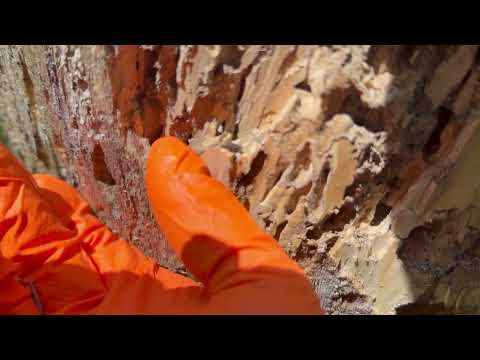 Lots of Termites Residing in Old Tree Stump in Hopewell, NJ