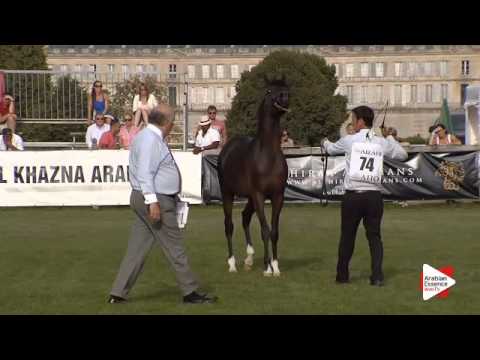 N.74 MARIUS MADONNA K.A. - Chantilly 2015 ABCE - Colts 2 years old (Class 7)