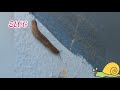 Slug / Snail without Shell / #shorts/ Madhav Channel
