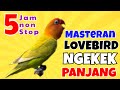 Masteran Lovebird Ngekek Panjang 5 Jam Tanpa Jeda