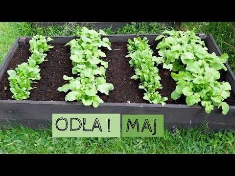 Odla i MAJ - Nu händer det massor i trädgården - nya upptäckter och planer