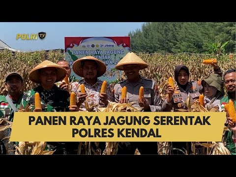 PANEN RAYA JAGUNG SERENTAK POLRES KENDAL