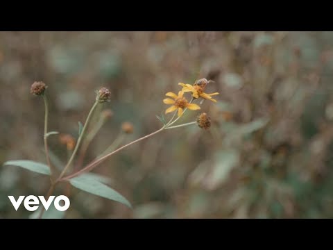 Dalibor Brun - Nisi Ti Više Crno Vino