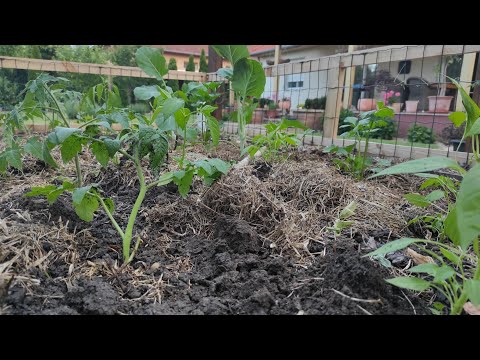 S03.29. Májusi kerti munkák 2