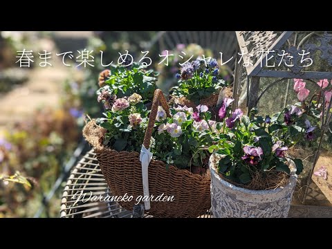 11月に庭に何を植えるか 12月 パンジー メンテナンスフリーで、霜に強い冬の花