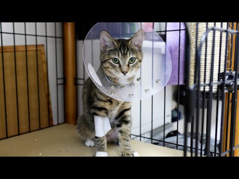 Kittens Went Back Home From Hospital For Spay/Neuter Operation