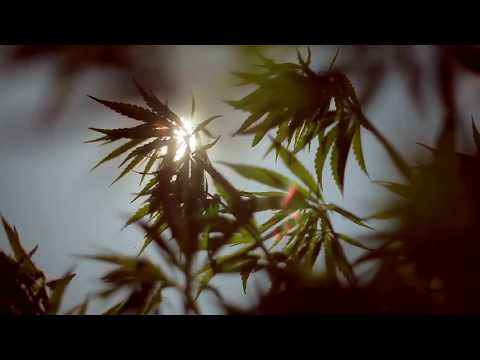 Ankit Tyagi Piya Basanti Re Cover