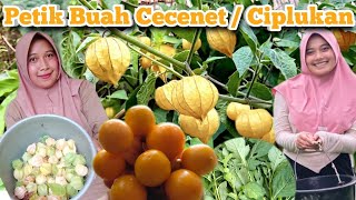 Download lagu PANEN BUAH CECENET AT BUAH CIPLUKAN  mp3