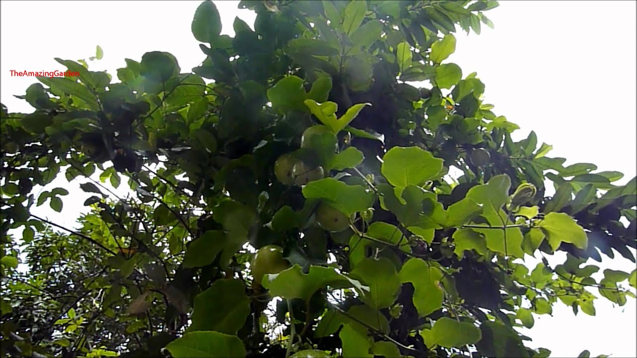 Passion Fruit Plant - Passiflora edulis - Very nutritious fruit - YouTube