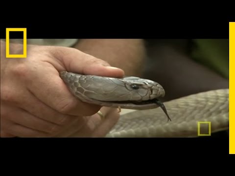 World's Largest Spitting Cobra | National Geographic