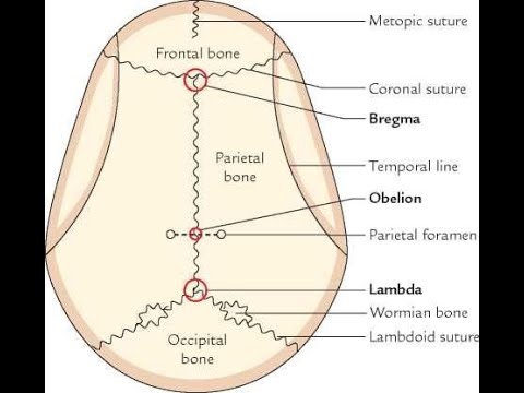 Anatomy of the Obelion // Between two parietal foramina
