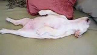 Puppy or chicken? You decide.