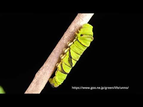 アゲハの幼虫が下痢便をした