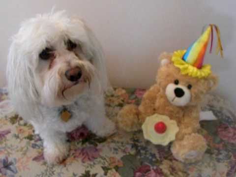 Happy Birthday from Timmy.AVI