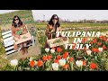 TULIP FIELD IN ITALY Pick Your Own Tulip Flowers Bergamo Italy Jen S Journey Channel