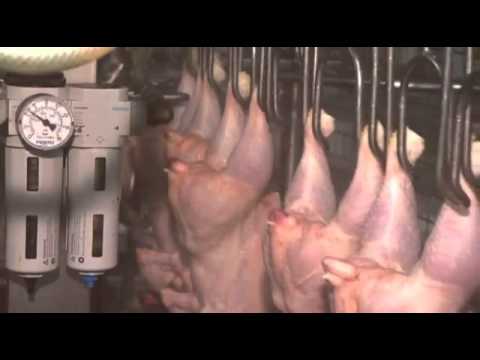 poultry belgium pludis n.v slaughtery line.flv