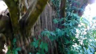 preview picture of video 'Yew, Venijnboom, Taxus, Taxus baccata. Woolland, Dorset, UK. 29-05-'09'