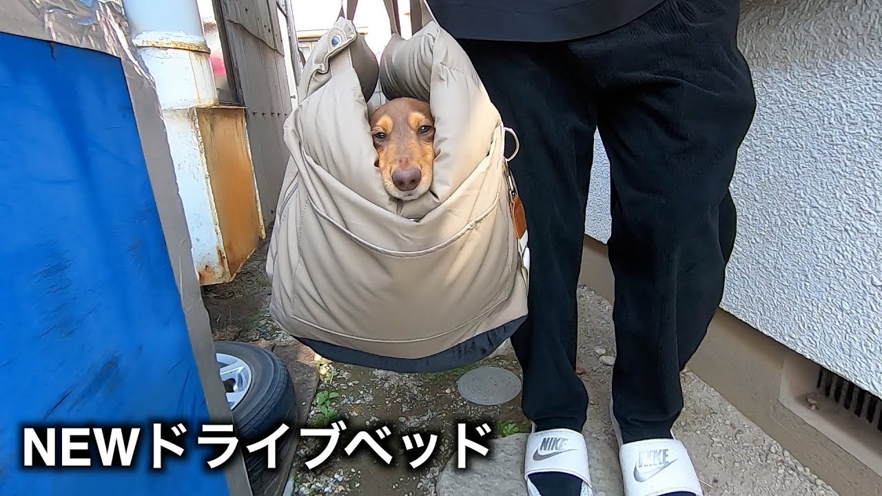 【giipetドライブベッド】これマジでいいです！！！