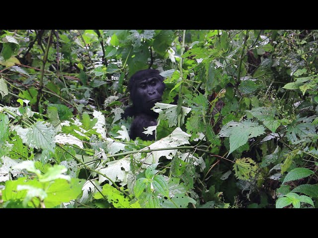 Safari Video