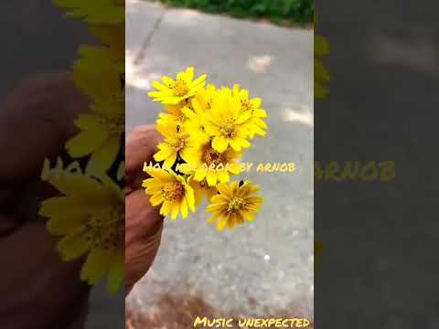 hok kolorok by arnob