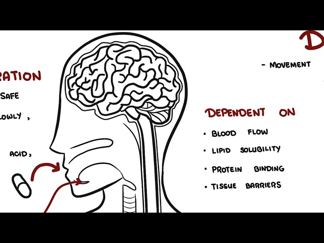 Pharmacokinetics Overview | ADME, Bioavailability, Half-Life & Clearance