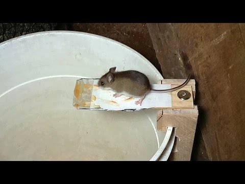 Bad day mouse trap phrase Consider, that bad day mouse trap all