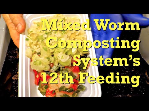 Mixed worms in VermiBag Tote checked on & fed at day 110 - vermicompost