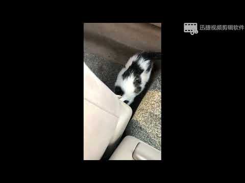 داستان پیشی من ( تانی)  #cat