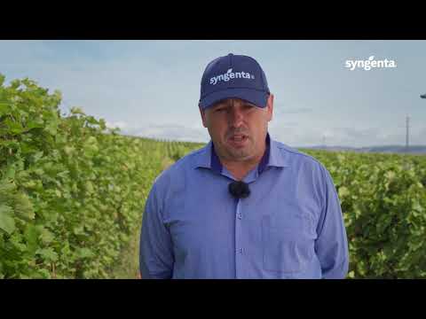 Tehnologie viță de vie Jidvei, județul Alba