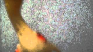 Bury Your Dead - Sympathy Orchestra (Chicken Head Video)