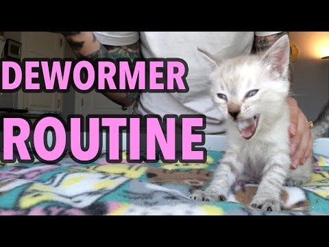 Deworming My Foster Kittens!