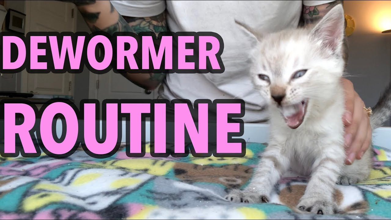 Deworming My Foster Kittens! - YouTube