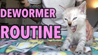 Deworming My Foster Kittens!
