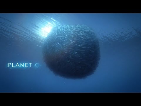 Šakotuvas Switch Planet GSW-2620VHP video