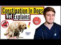 Why Is My Dog Struggling To Poop Constipation In Dogs Veterinarian Explains Dogtor Pete