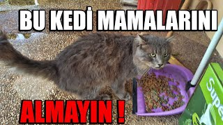 Kedilerle test ettik sonuç; Sakın bu kedi mamalarını satın almayın