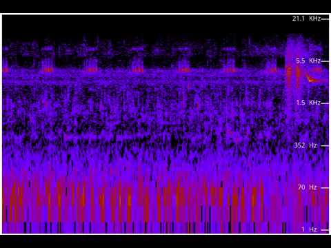 Sound recording of Female Powerful Owl calling at dusk  accompanied by a Spangled Drongo in Brisbane