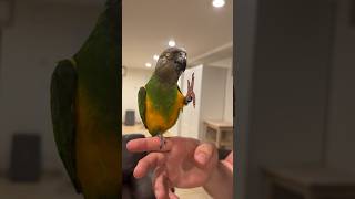 Kili, the Senegal Parrot, sweet Sixteen Birthday
