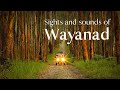 Wayanad A Tourist S Delight Kerala Tourism DreamDestinations