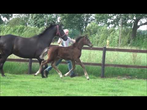 *2017 Hengstfohlen von For Romance II - San Remo