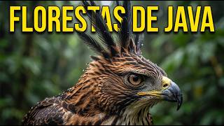 O CORAÇÃO DE FOGO DA INDONÉSIA | A Natureza Selvagem de Java — Documentário